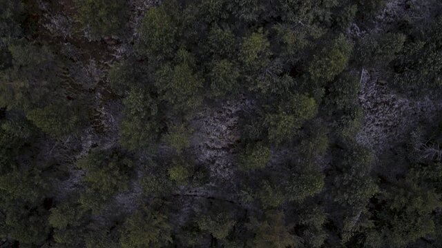 Drone flies up wooded mountain in catalonian mountains