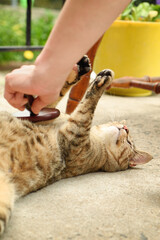 A domestic cat stretching and being brushed by a woman.