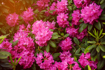 Beautiful pink flowers in the garden