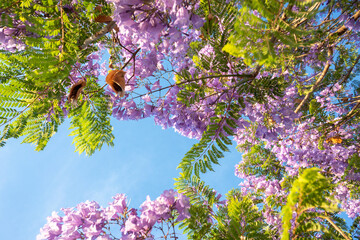 Purple Jacaranda tree in bloom in Mexico