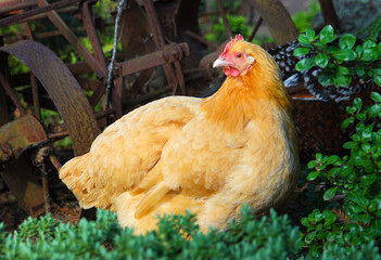 Golden yellow chicken (Gallus gallus domesticus) surrounded by green shrubs and farming equipment.