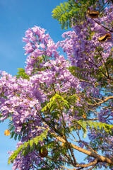 Purple Jacaranda tree in bloom in Mexico