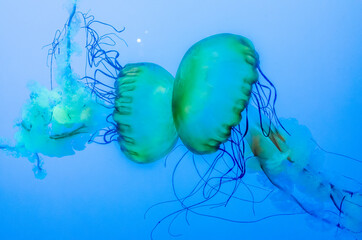 Graceful Jellyfish in Aquarium