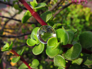 close-up of gel ball on green cactus leaf
