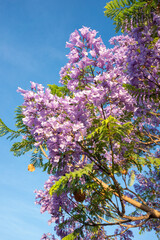 Purple Jacaranda tree in bloom in Mexico