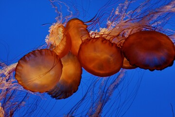 Graceful Jellyfish in Aquarium