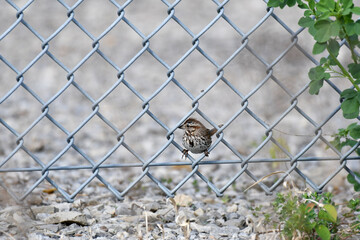 Song Sparrow perched in a metal wire fence