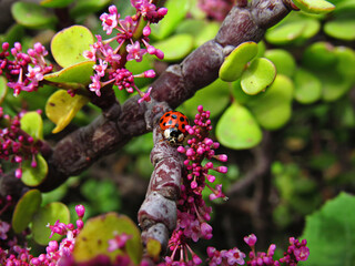 close-up of red spotted ladybug on branch