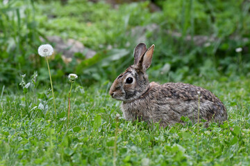Rabbit standing in grass with dandelions
