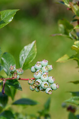 Close up of green blueberries growing on a bush, organic food source
