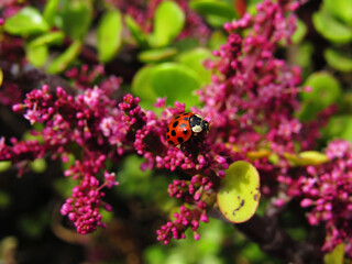 close-up of red spotted ladybug on pink flower branch
