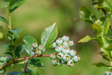 Close up of green blueberries growing on a bush, organic food source
