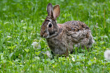 Rabbit standing in grass and eating a dandelion