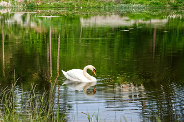 A male swan on the lake 