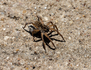spider on the ground