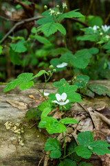 Blackberry vine with white blooms over a log in the woods
