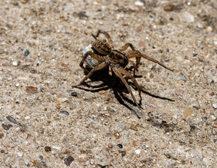 spider on the rock
