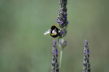 black and yellow bee on a branch summertime