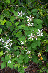 Fototapeta premium Blackberry vines with white blooms weaving through a black chain link fence 