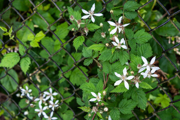 Blackberry vines with white blooms weaving through a black chain link fence
