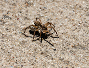 spider on the sand