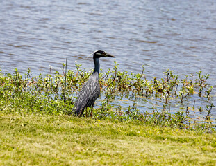 great blue heron in the marsh