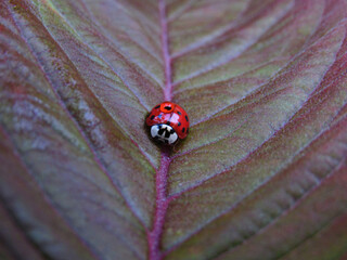 ladybug on a leaf