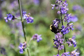 Bumble bee feeding on the blue blooms of Eastern Catmint plant
