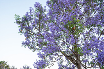 Purple Jacaranda Tree in bloom