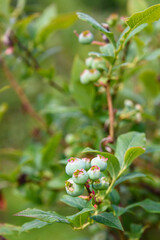 Close up of green blueberries growing on a bush, organic food source
