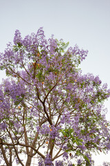 Purple Jacaranda Tree in bloom