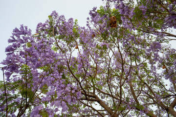 Purple Jacaranda Tree in bloom
