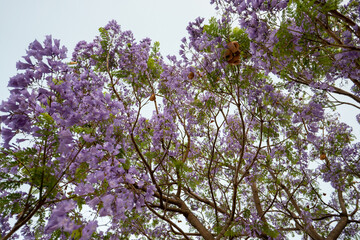 Purple Jacaranda Tree in bloom