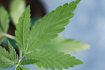 Fototapeta na wymiar cannabis leaf macro photography, close up on fan leaves of Indica Sativa plants 