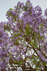 Purple Jacaranda Tree in bloom