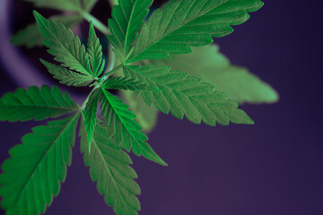 cannabis leaf macro photography, close up on fan leaves of Indica Sativa plants
