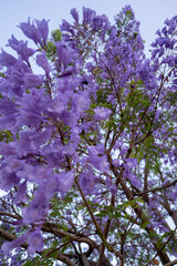 Purple Jacaranda Tree in bloom