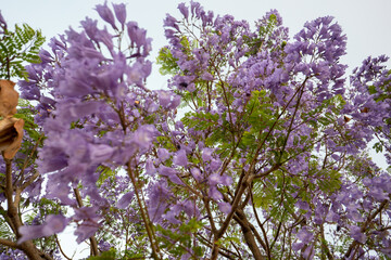 Fototapeta premium Purple Jacaranda Tree in bloom