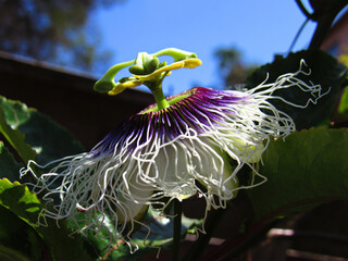 close-up of tropical flower