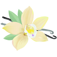 Yellow vanilla flower with leaves and pods. Vanilla flower, pods, leaves isolated on a white background, horizontal composition