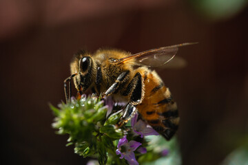Bee feeding on a flower 