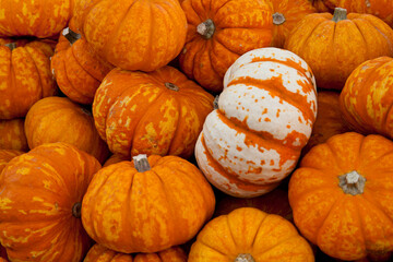 Pumpkins for sale in autumn at a local farmers market in autumn