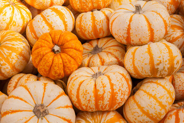 Pumpkins for sale in autumn at a local farmers market in autumn
