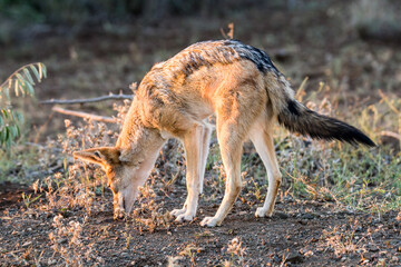 Black-backed jackal sniffing foe the scent of prey or carrion in the Kruger Park