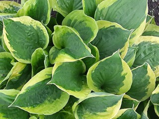 green cabbage in the garden
