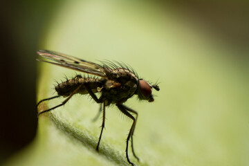 macrophotography fly resting over a green leaf, diffocused background