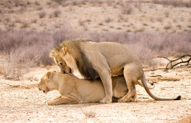 Fototapeta na wymiar Lions mating in the Kgalagadi Park, South Africa