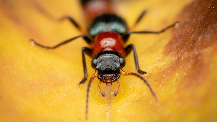 Naklejka premium Fire bug on yellow flower