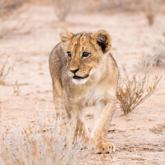 Lion cub camouflaged by cryptic coloring in the Kalahari Desert South Africa