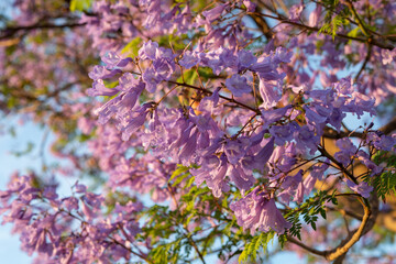 Purple Jacaranda Tree in bloom